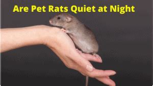 Are pet rats noisy at night?