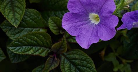 Are petunias bad for dogs?