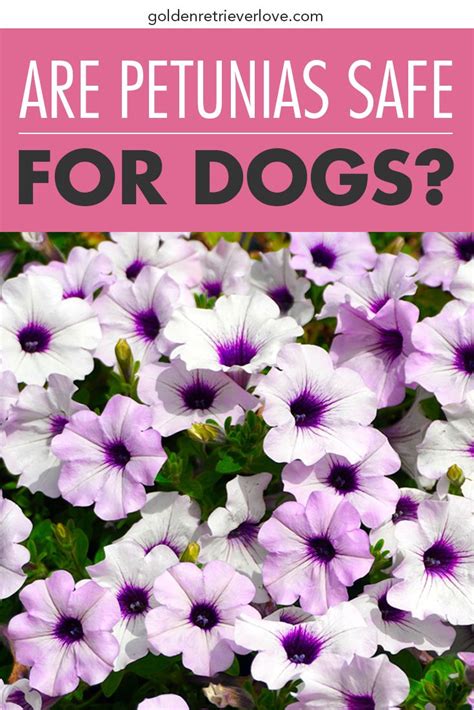 Are petunias toxic to dogs?