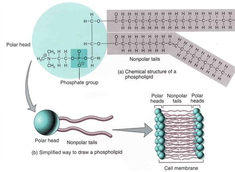 Are phosphate groups nonpolar?