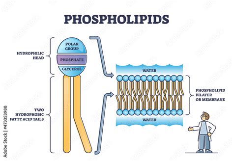 Are phosphate groups polar?