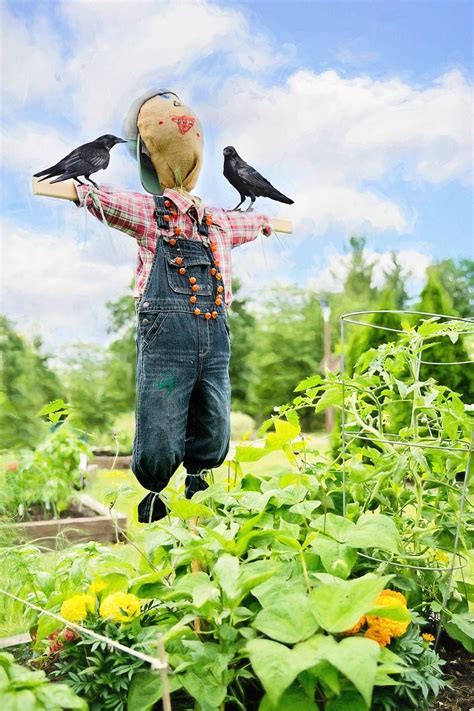 Are pigeons scared of scarecrows?