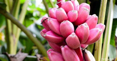 Are pink bananas real?