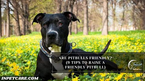 Are pitbulls friendly with strangers?