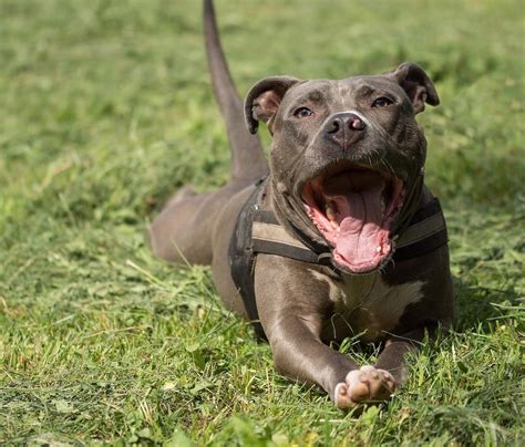 Are pitbulls more violent than other dogs?