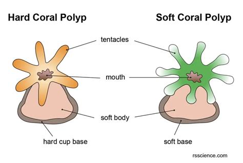 Are polyps hard or soft?