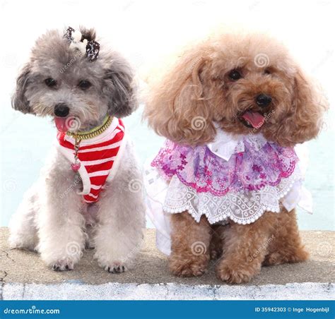 Are poodles fashion dogs?
