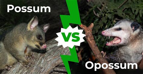 Are possums and opossums the same?