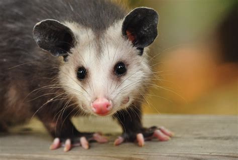 Are possums common in Ontario?
