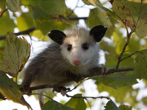 Are possums friendly?