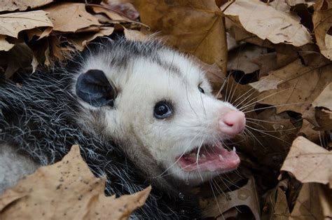 Are possums intelligent?