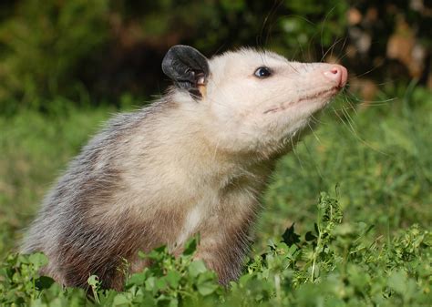 Are possums only in America?