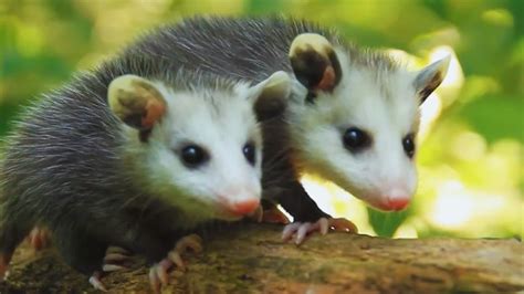 Are possums rare in Ontario?