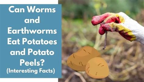 Are potato peels OK for worms?