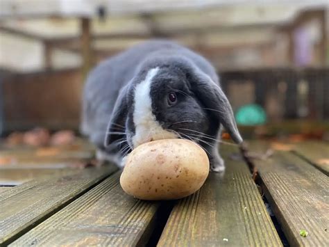 Are potatoes OK for bunnies?