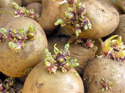 Are potatoes bad if they start growing buds?