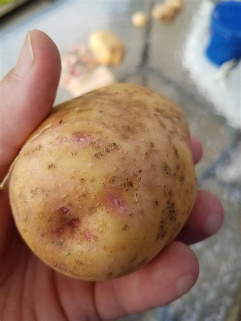 Are potatoes with spots OK to eat?
