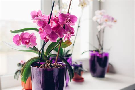 Are potted orchids hard to keep alive?