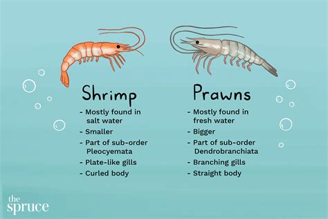 Are prawn and shrimp the same?