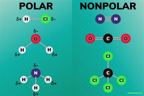 Are proteins polar or nonpolar?