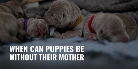 Are puppies sad when they leave their mom?