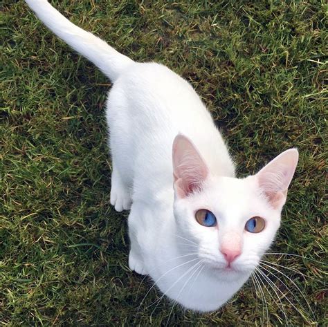 Are pure white cats rare?