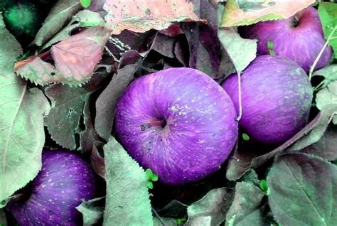 Are purple apples rare?