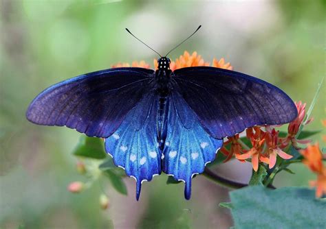 Are purple butterflies rare?