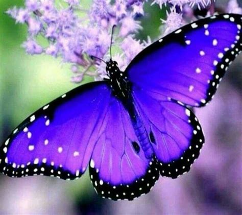 Are purple butterflies real?