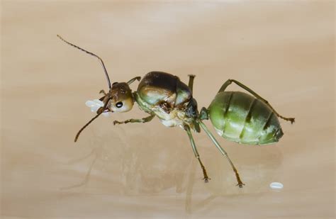 Are queen ants born or made?