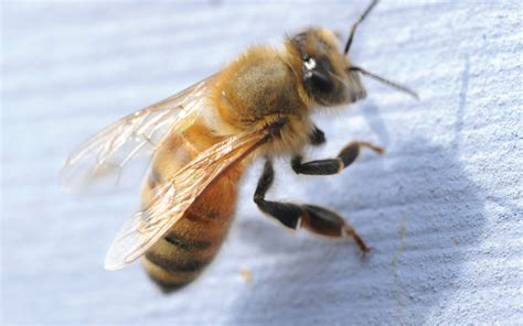 Are queen bees aggressive?
