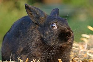 Are rabbits scared of light?
