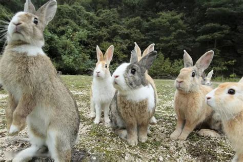 Are rabbits sensitive to light?