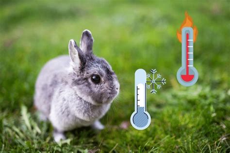 Are rabbits temperature sensitive?