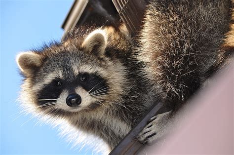 Are raccoons a problem?