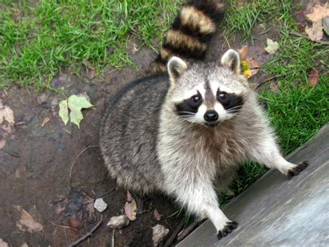 Are raccoons common in Canada?