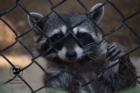 Are raccoons legal in Ontario?