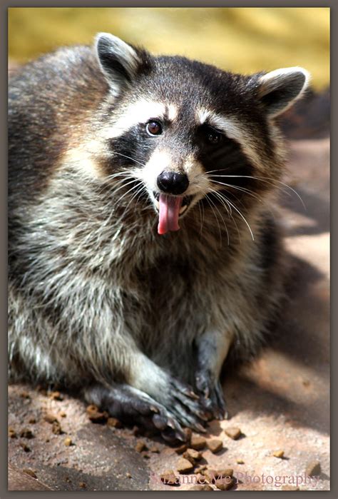 Are raccoons rude?