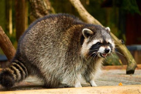 Are racoons aggressive?