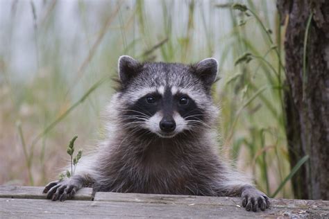Are racoons friendly?