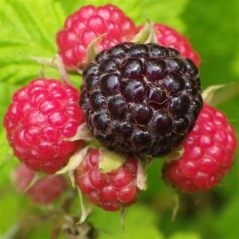 Are raspberries just unripe blackberries?