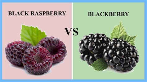 Are raspberry and blackberry the same?