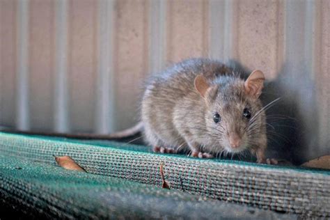 Are rats a problem in Seattle?