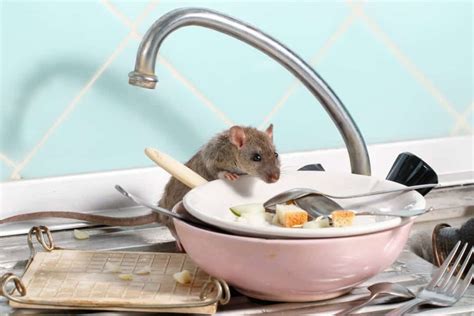 Are rats afraid of coffee?