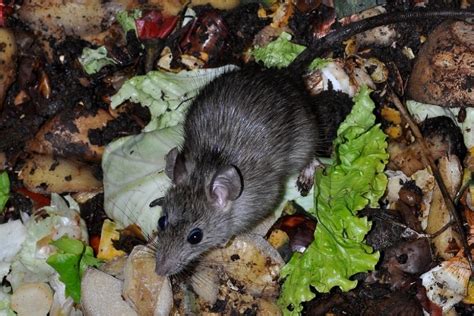 Are rats attracted to human waste?