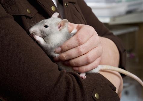 Are rats clean pets?