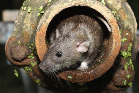 Are rats common in Canada?