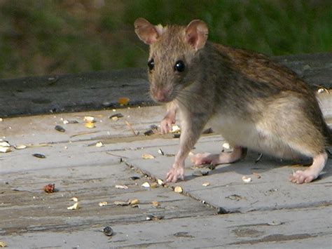 Are rats common in Ontario?