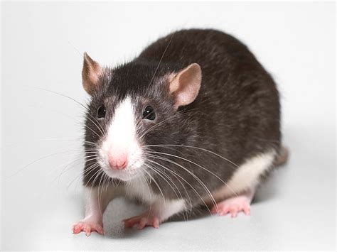 Are rats easily trainable?