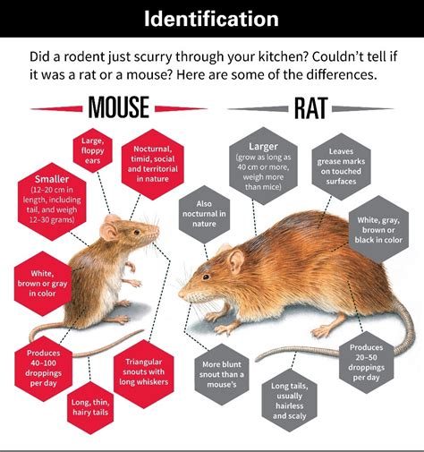 Are rats friendlier than mice?